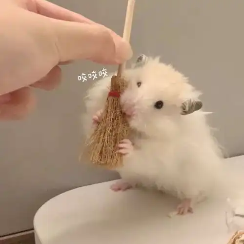  可爱头像我只是习惯了你,并非缺你不可
