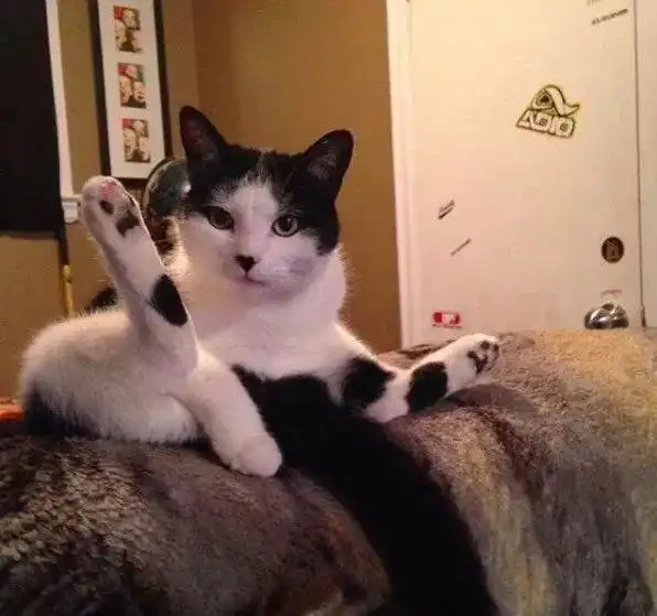 据曝光,社会上已出现猫吸人现象,铲屎官需密切留意 据曝光,社会上已出现猫吸人现象,铲屎官需密切留意