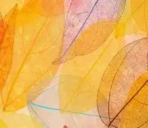  微信头像树叶图片养眼微信头像图片大全