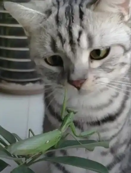 猫系女友头像头像图片男