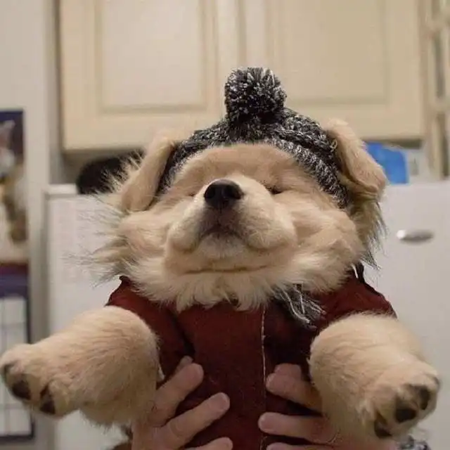 家里的狮子王诞生啦猫铲屎的,我受够你的表演欲了 家里的狮子王诞生啦猫铲屎的,我受够你的表演欲了