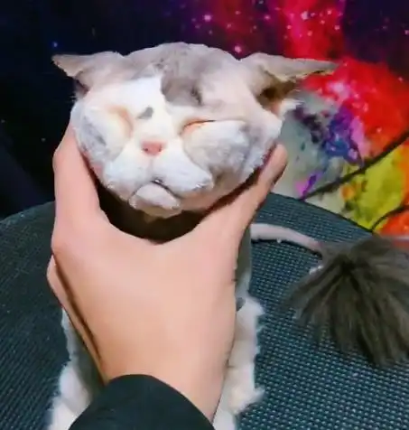 猫系女友头像头像图片男