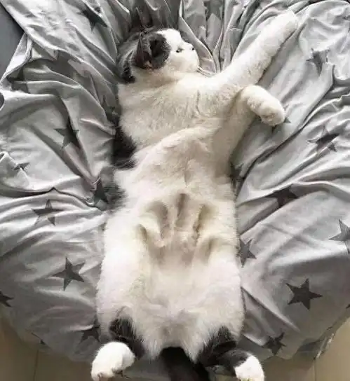  33张憨猫趣图,养猫真的太快乐了