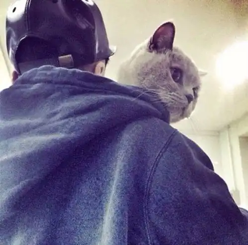 猫头像男