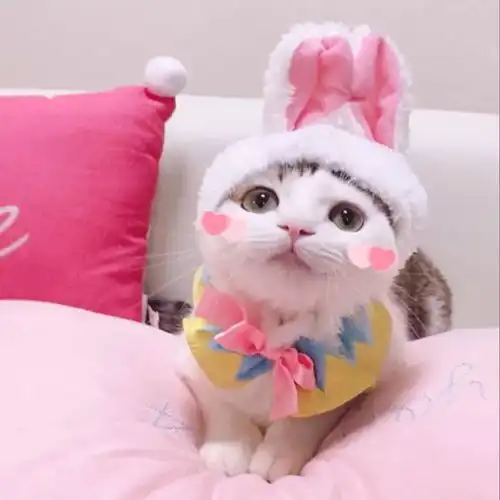 猫系女友的头像可爱情侣