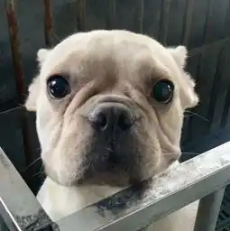  想要养猫养狗的朋友们看过来