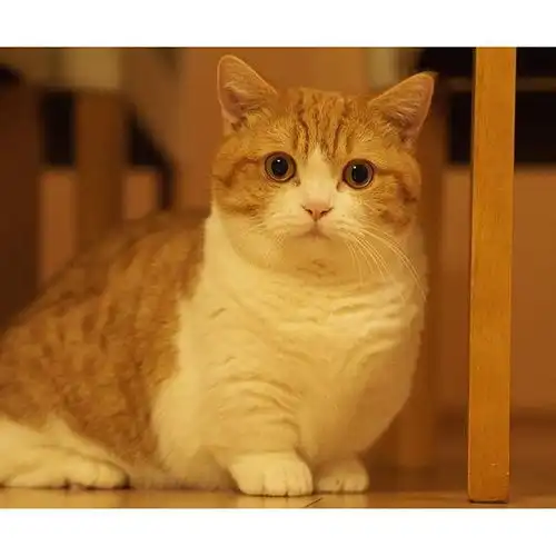  曼赤肯猫小短腿萌萌的可爱kittycat猫堆糖,美好生活研究所