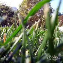 在冬季捕捉远去的绿色生机理光gx200 在冬季捕捉远去的绿色生机理光gx200