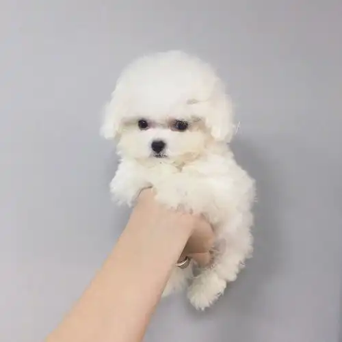 头像男奶狗系好想