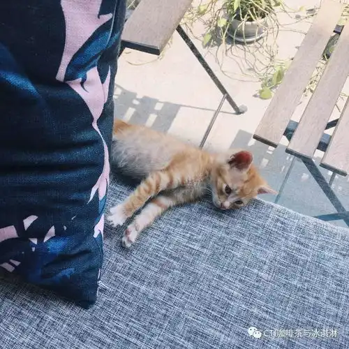 治愈系猫咪图片女生头像