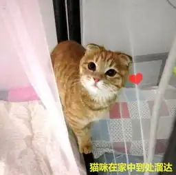  男子在楼下捡了只猫,女友见后两眼发光这种猫你也能捡到