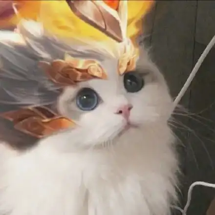 猫系女友的头像可爱化身