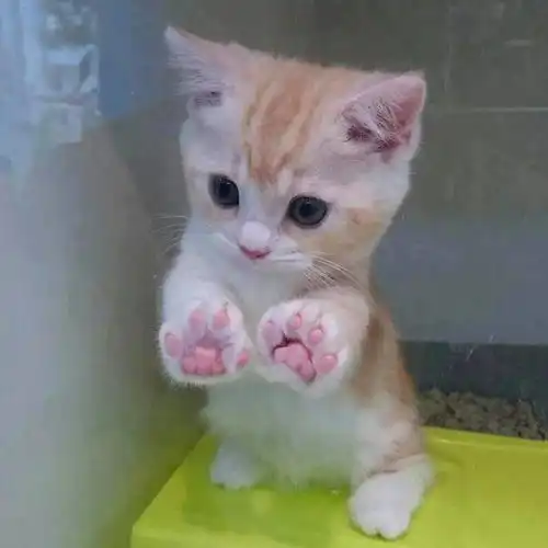  介只猫样子有点违规啊,不可描述哈哈哈哈