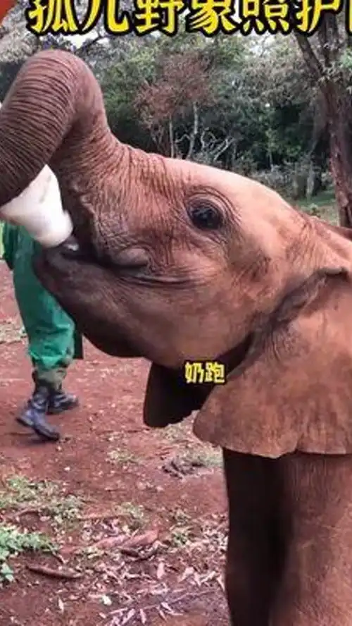  肯尼亚的孤儿野象喂奶时间到,奶跑开始咯野生动物保护