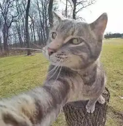  猫咪自拍成瘾,汪星人都要当背景