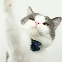 白色动漫猫的情侣头像