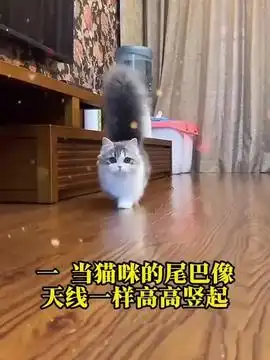  猫咪和猴子是好朋友萌宠出道计划内容启发搜索治愈系猫咪的迷惑行为动画猫咪