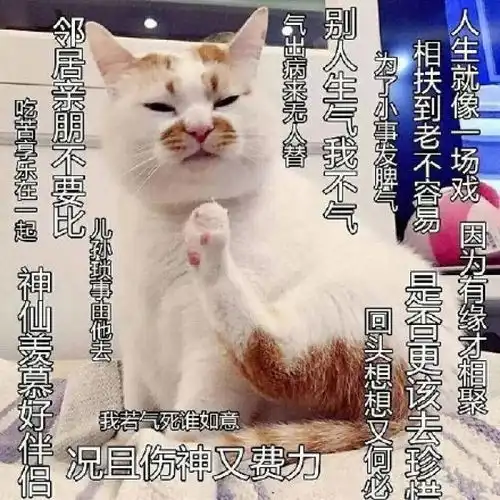 佛系猫头像