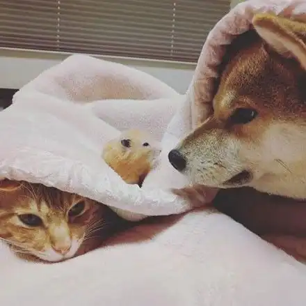  网友养了一只橘猫和一只柴柴,有天,它们家又添了一只仓鼠后...