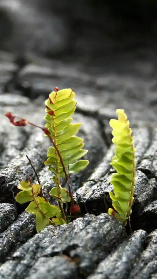 绿色护眼系列锁屏壁纸来袭,快快接住 绿色护眼系列锁屏壁纸来袭,快快接住