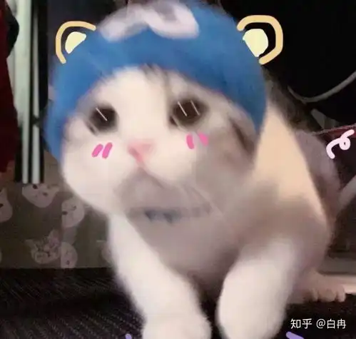  猫咪日记