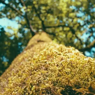  绿色唯美微信头像绿色的青苔植物也是一道好风景