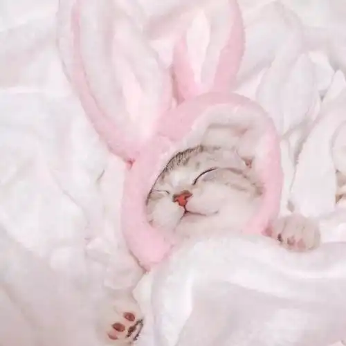 猫系女友的头像可爱情头