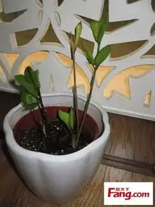  自然最健康,绿色好心情,枫mm独家分享种植绿色植物经验,吼吼撒花撒花
