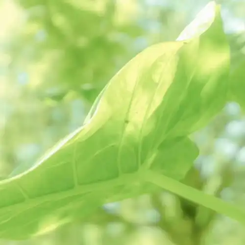 绿色生机微信头像