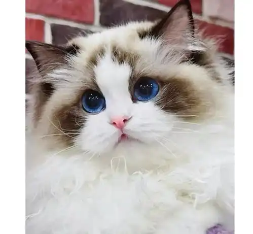  带新手养猫系列喂猫粮好还是生骨肉好