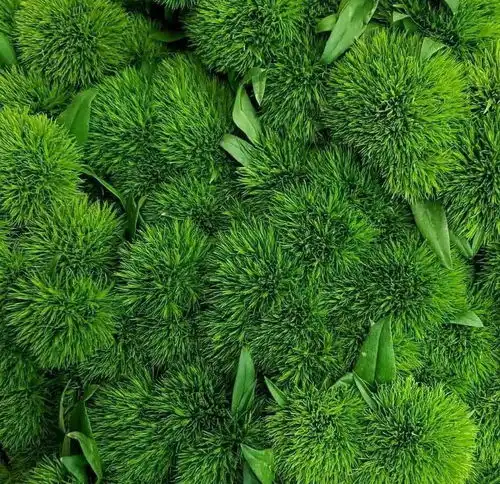  清新绿谁说绿色的只有叶子绿色的花超养眼