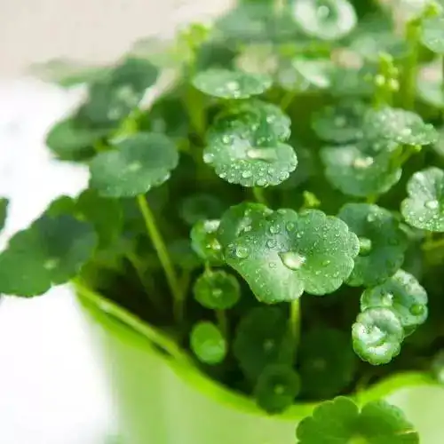  最适合办公桌的绿植,养眼又开运