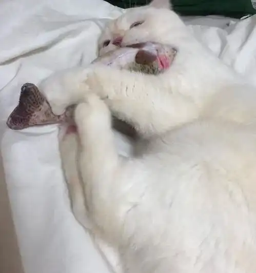  男子出差女友照顾猫咪,刚走三天收到猫咪照片,立马请假往家赶