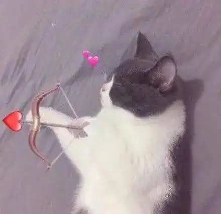  猫铲屎的,别上班了,我偷东西养你