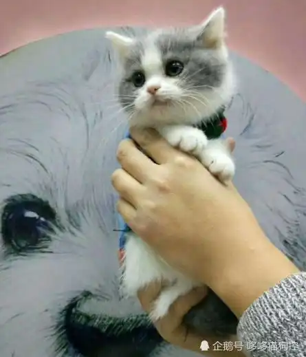  女友把猫咪寄养在小哥家,2天后看到发来照片我们结婚吧