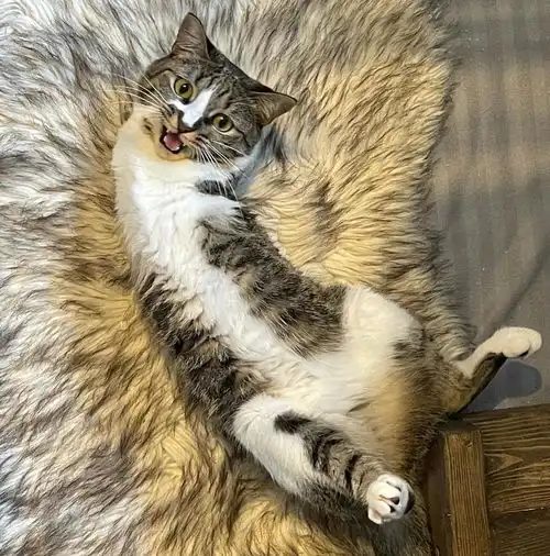  这只治愈系的恐龙猫,能让你告别精神内耗