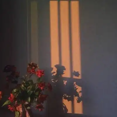  漂亮的玫瑰头像微信头像玫瑰花图片大全