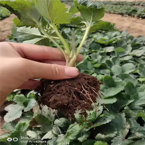  妙香草莓苗妙香草莓苗批发基地