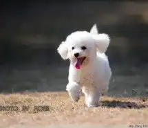  可爱小动物大集合狗狗猫咪兔子笑死了