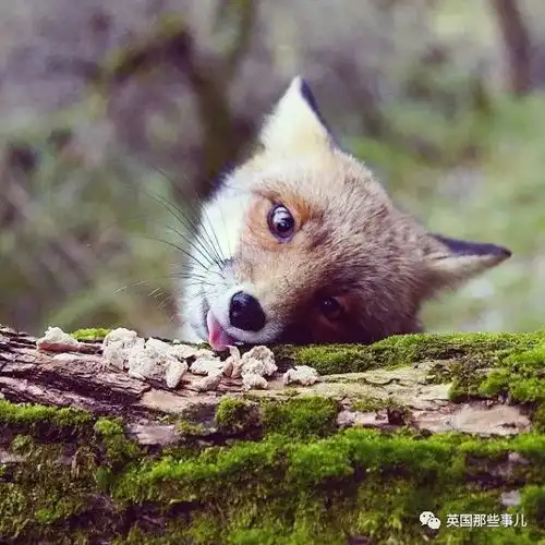  他,简直是森林中充满魔力摄影师,他镜头下的动物们,格外美