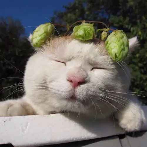 有什么值得推荐的头像 有什么值得推荐的头像