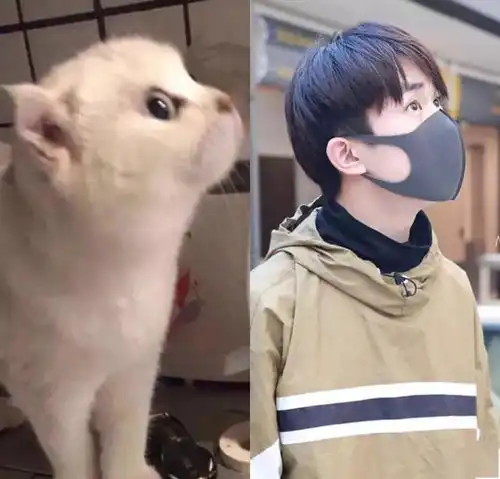  猫系的梨涡少年易烊千玺,每一个都好可爱