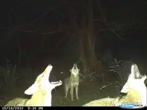  知道野生动物们平时在森林里都干嘛么疯狂开派对啊
