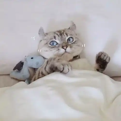 治愈系猫咪图片情侣头像