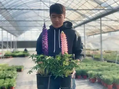 120㎡房子卖了小伙痴迷种花成顶流姐姐们猛追直播他是我的梦中情人 120㎡房子卖了小伙痴迷种花成顶流姐姐们猛追直播他是我的梦中情人