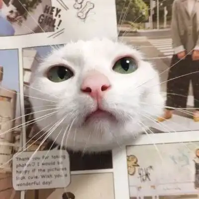  猫咪情侣头像安排,收好不谢