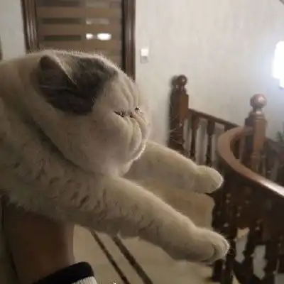  猫头像高冷图片真猫