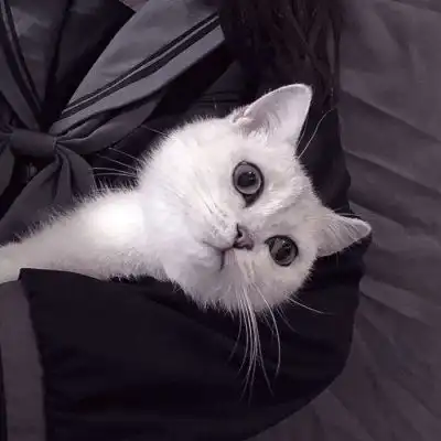 猫系女友的头像可爱东京