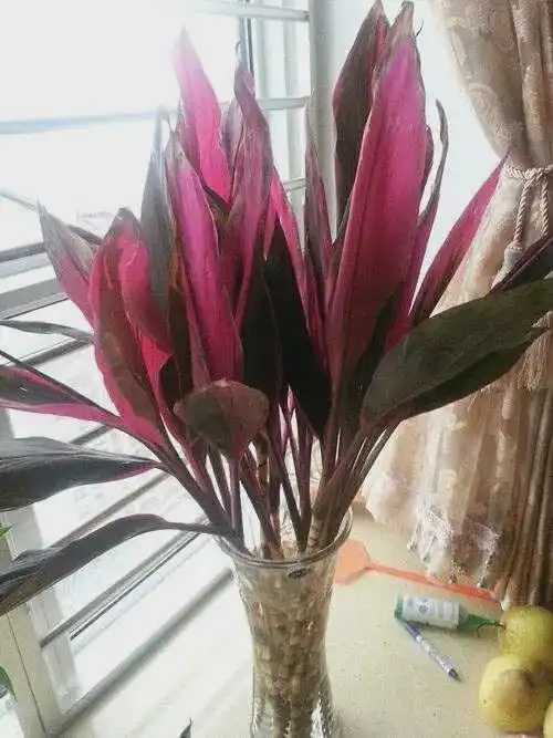  1种植物,是红色的富贵竹,客厅养1盆,好运又招财