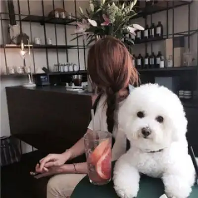  呆萌比熊犬头像宠物比熊图片大全可爱